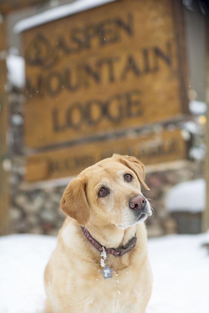 Aspen Mountain Lodge Eksteriør billede